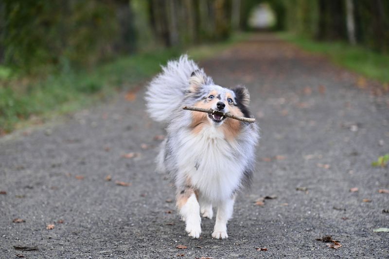 The leash comes off and the real test begins - these dog breeds often have what it takes to keep checking back 3 Shetland Sheepdog