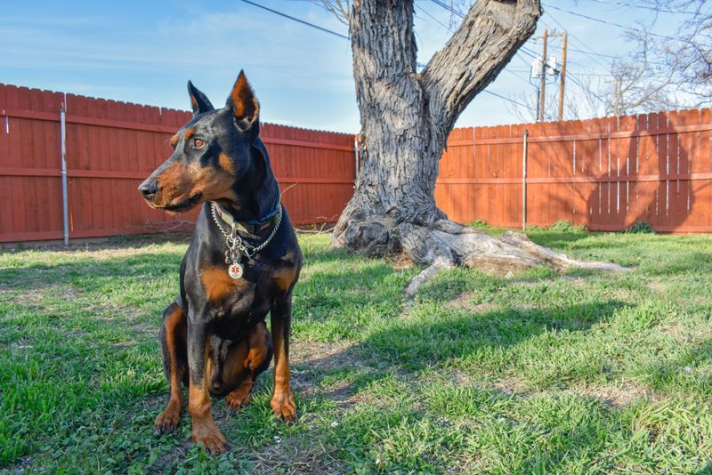 You fed the dog and finished the walk - These breeds may still be waiting for the part they need most 3 Doberman Pinscher: A Job Worth Guarding
