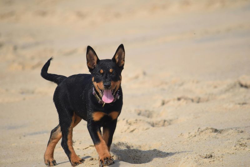Beauceron