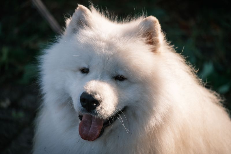 Silence isn't exactly the specialty of these famously vocal dog breeds 10 Samoyed