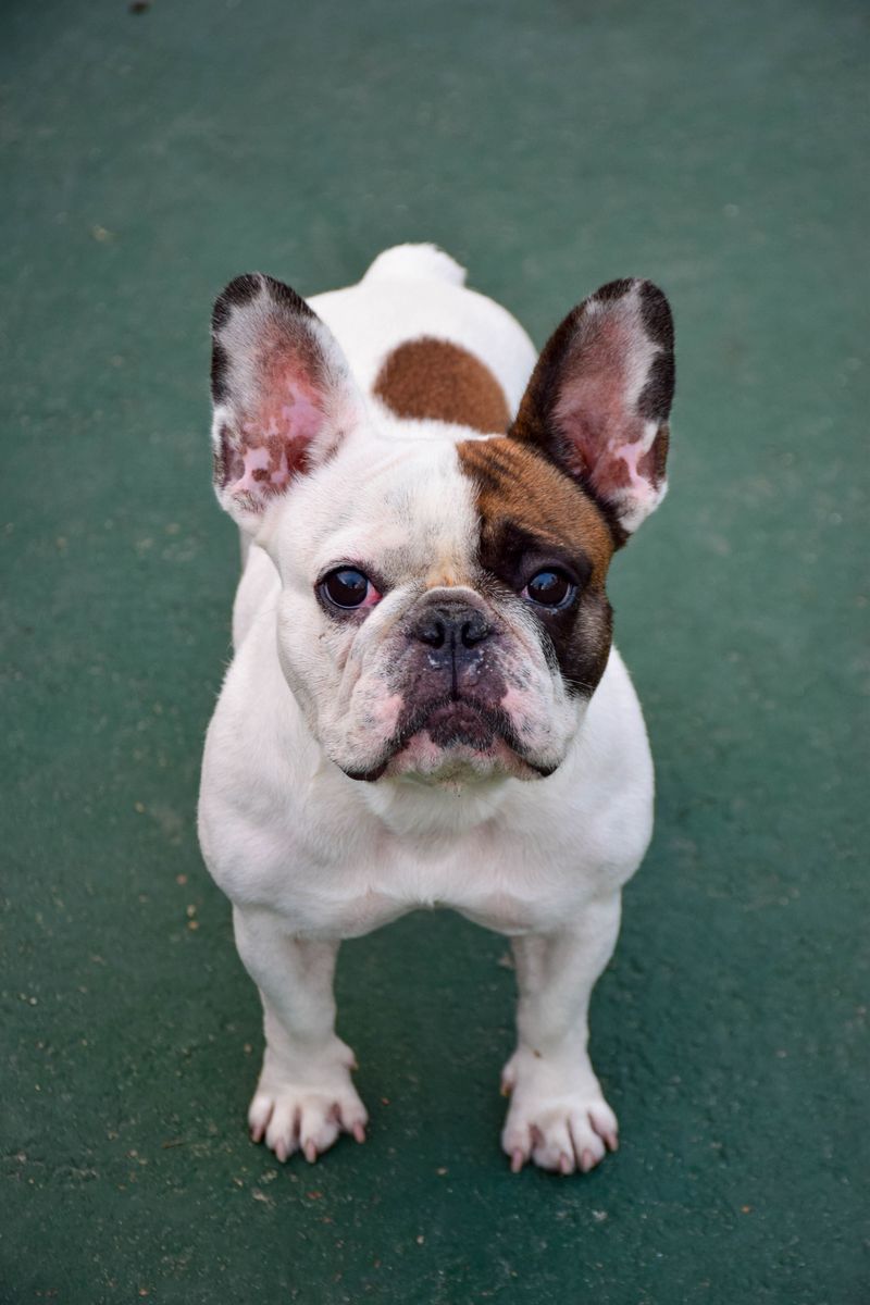 12 dogs with skin that needs special attention - from deep wrinkles to almost no protective coat at all 4 French Bulldog