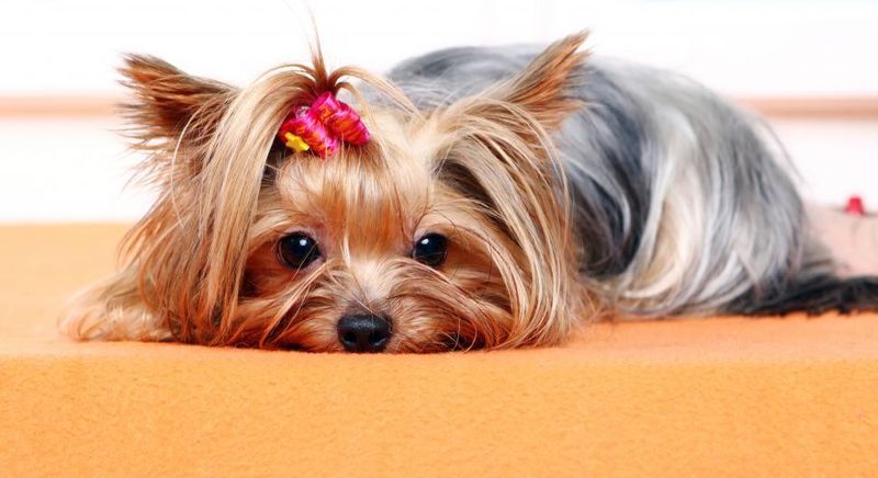 Yorkshire Terrier