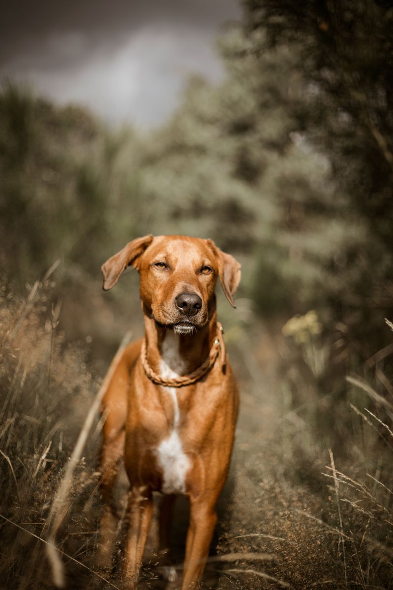 These dog breeds won't complain when your idea of relaxing involves getting outside 7 Rhodesian Ridgeback