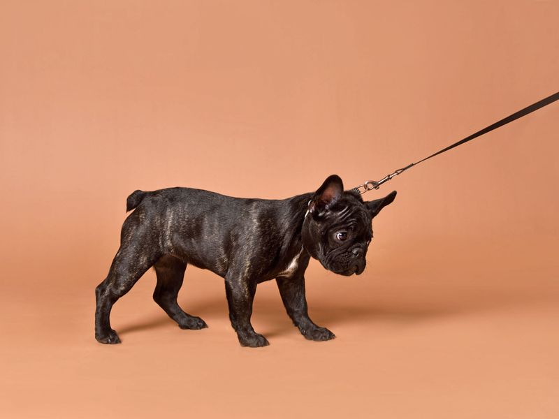11 dogs that behave differently on leash than off it - and why it matters 9 French Bulldog