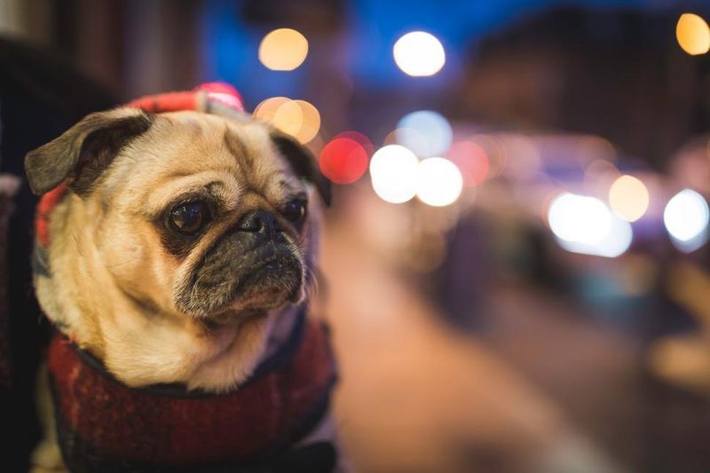 “Dog Strollers Are Embarrassing” Threads Won’t Quit - 13 Breeds Owners Defend the Most 4 Pug
