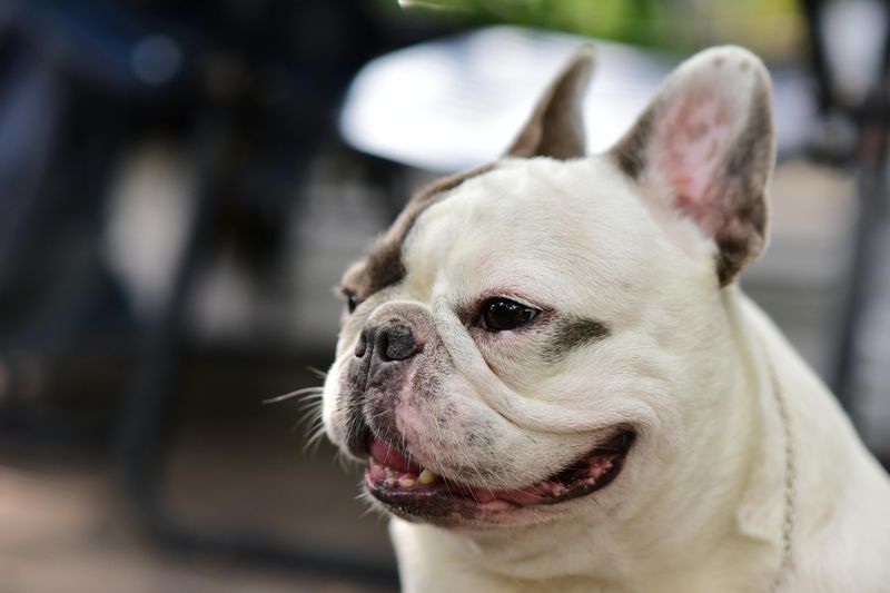 12 fun-loving dog breeds experts say instantly lift the mood around them 12 French Bulldog