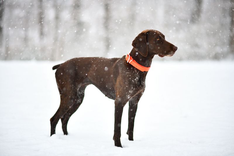 11 dog breeds that don't need louder owners – they need clearer ones 10 German Shorthaired Pointer