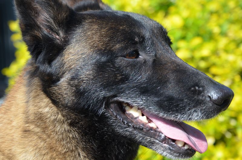 Belgian Malinois
