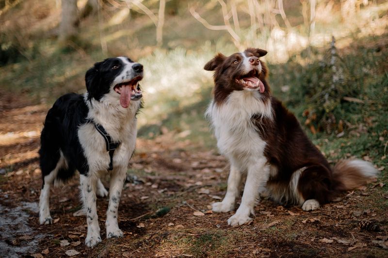 Too much excitement can quickly overwhelm these thoughtful companions 9 Border Collie
