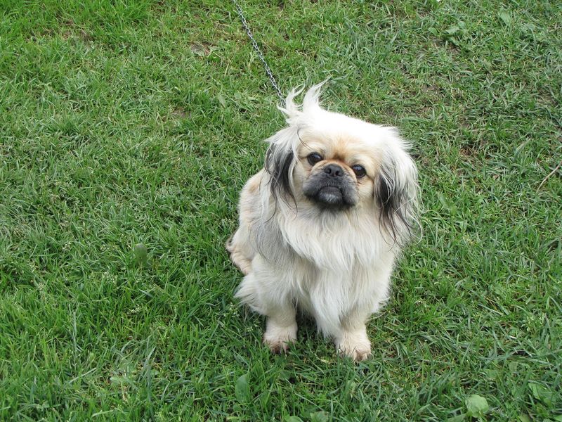 Pekingese