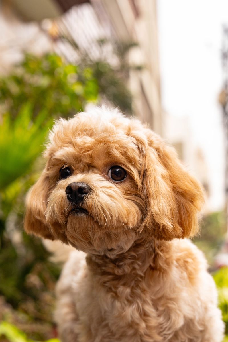 Cavapoo
