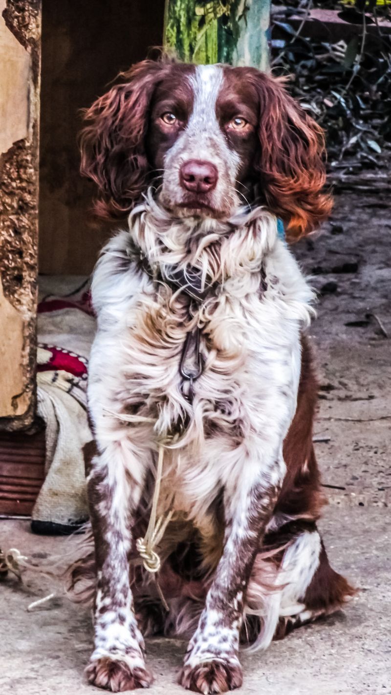 English Springer Spaniel