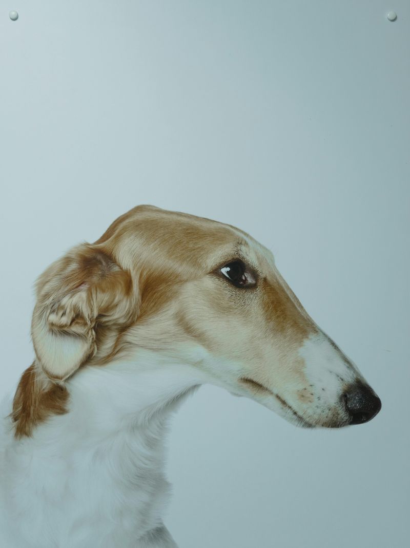 Borzoi