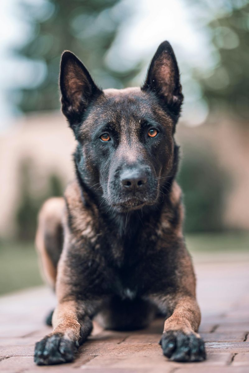 Think You Know “Loyal”? Meet 10 Dog Breeds That Prove It in Real Life 5 Belgian Malinois