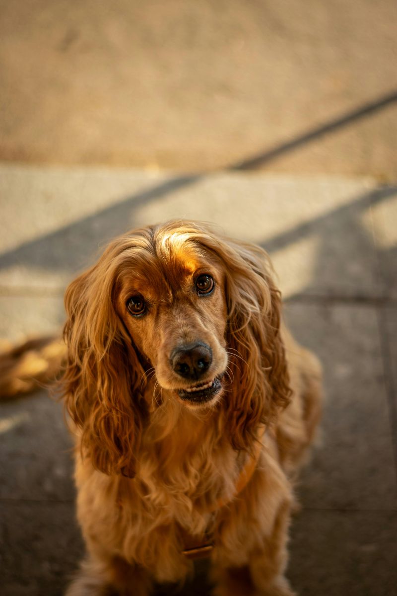 Cocker Spaniel