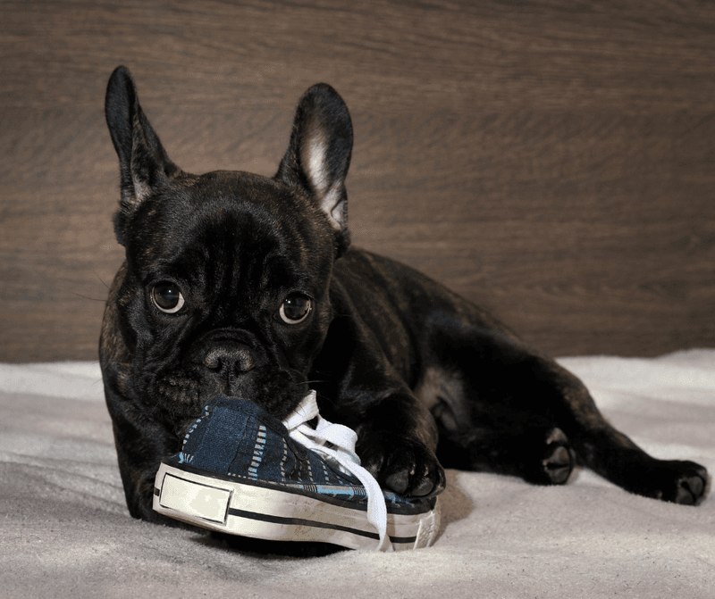 Punishing normal puppy behavior