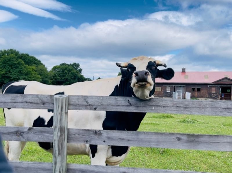 Woodstock Farm Sanctuary