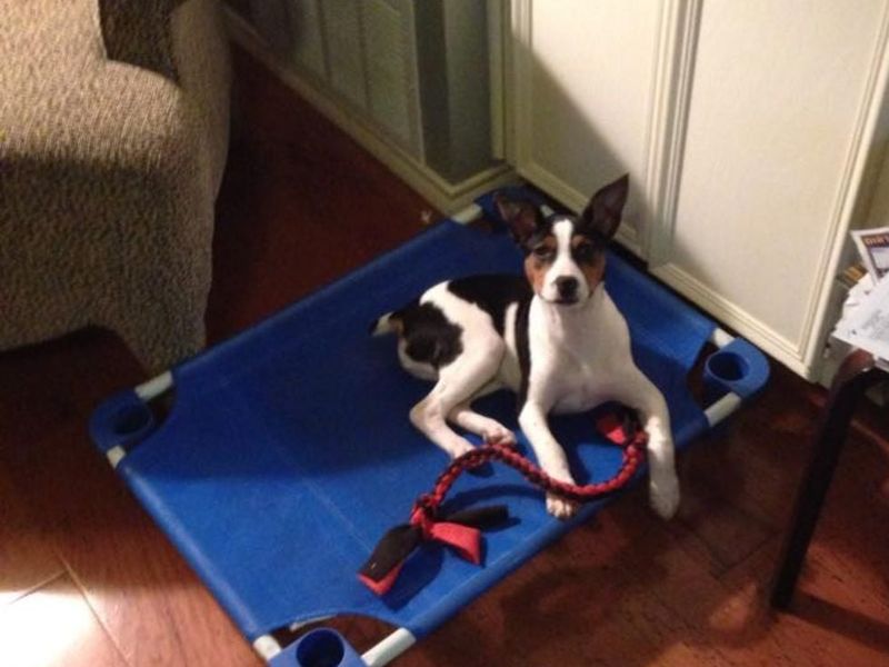 11 beautiful signs your adopted dog no longer feels abandoned or afraid 8 Exploring the home calmly
