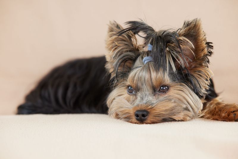 11 dogs that can make one family member feel like royalty - plus 2 that prefer loving the whole household 11 Yorkshire Terrier