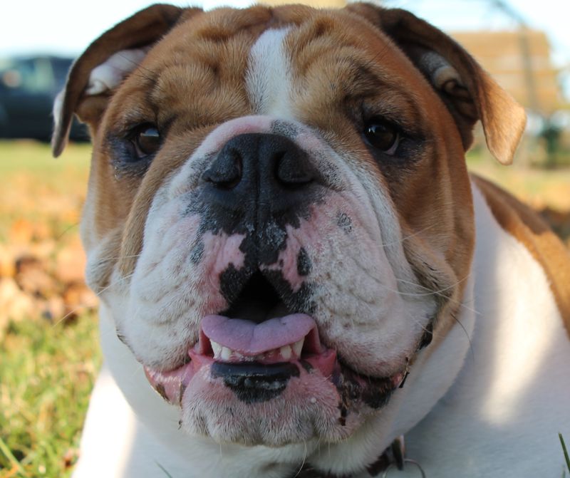 11 dog breeds that adore children without getting jealous 11 Bulldog