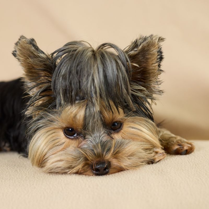 Some dogs want space when it's time to sleep - These breeds may keep moving closer instead 10 Yorkshire Terrier