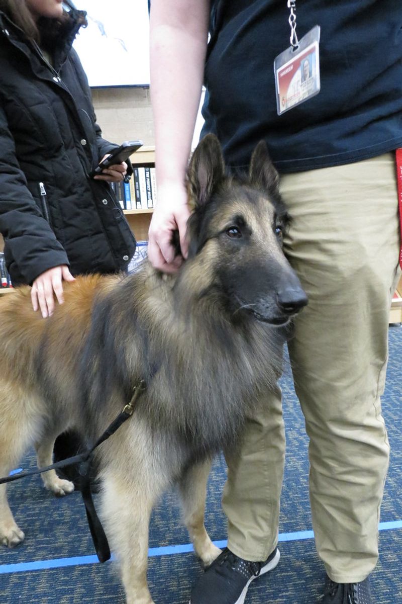 Choosing these dog breeds means planning for more than food and toys 15 Belgian Tervuren