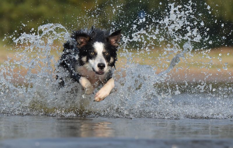 Border Collie - practically runs your schedule