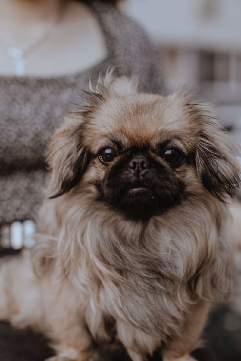 Pekingese