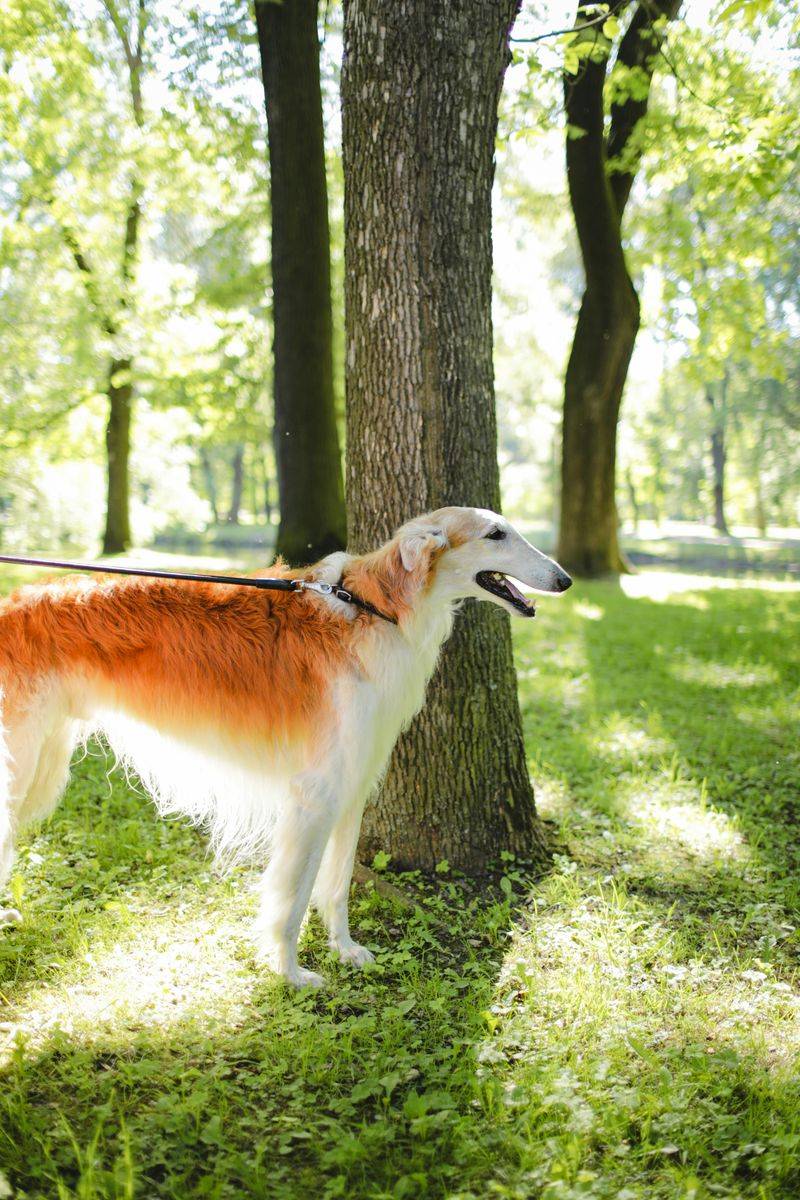 These 13 dogs are tough to train, but here’s what works 12 Borzoi