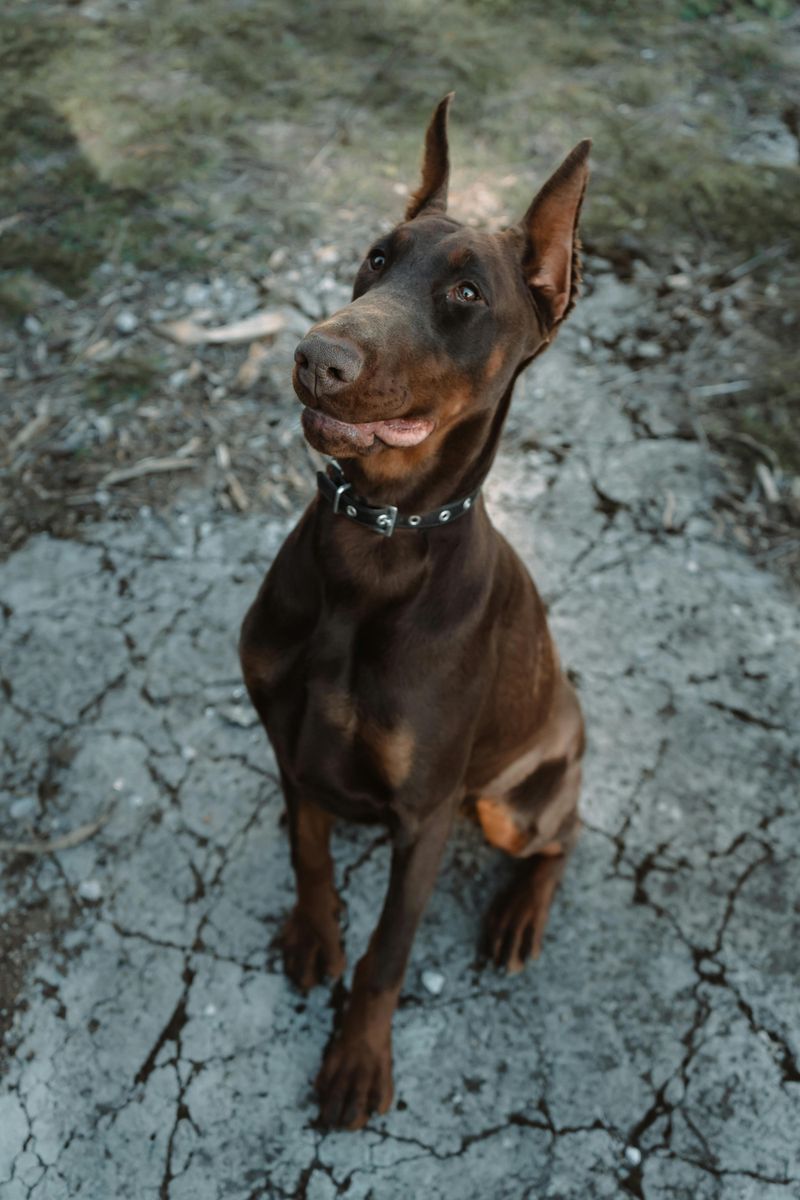 14 dogs that lose it over tiny household noises 7 Doberman Pinscher