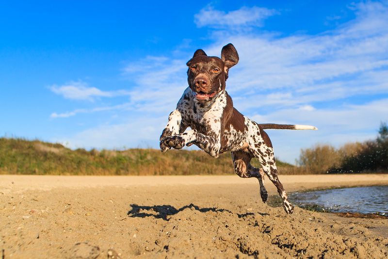 Keeping these dog breeds fulfilled means challenging both their muscles and their minds 5 German Shorthaired Pointer