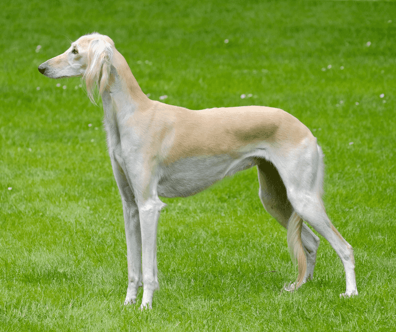 Saluki