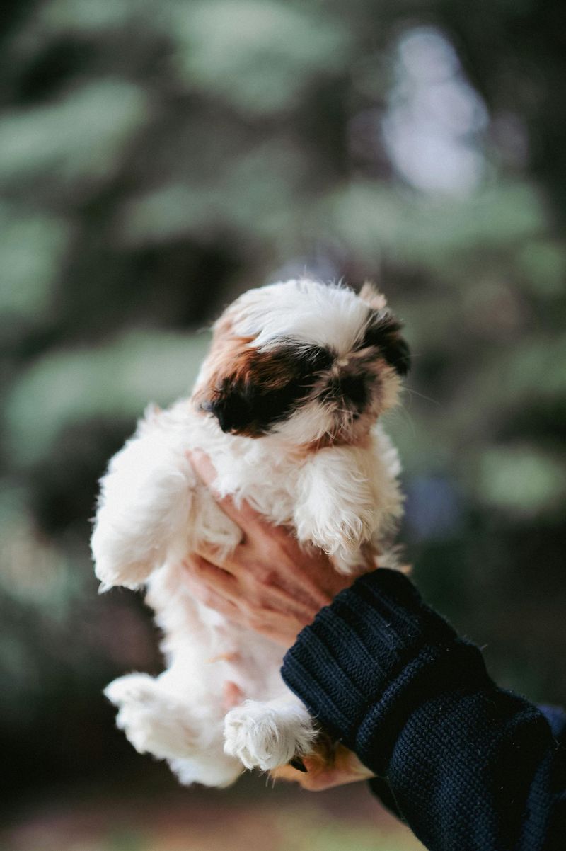 Shih Tzu