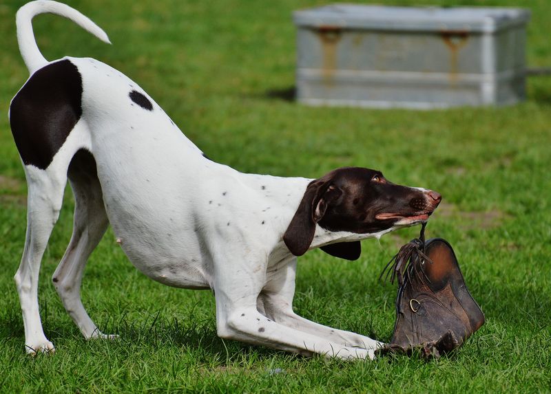 English Pointer