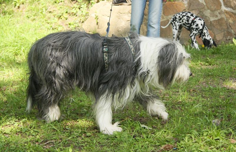 20 dog breeds that owners say feel more like personalities than pets 21 Schapendoes