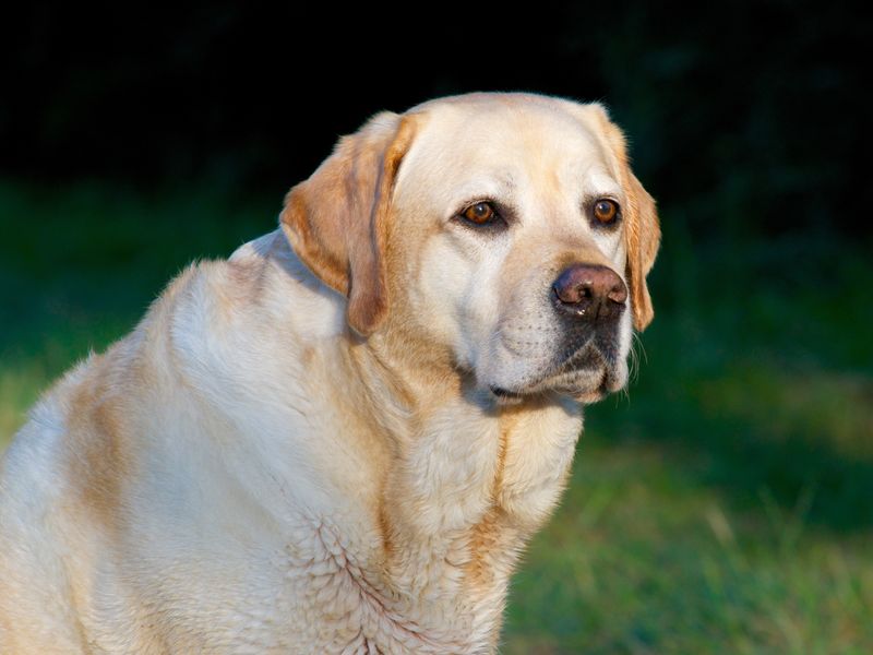 Labrador Retriever