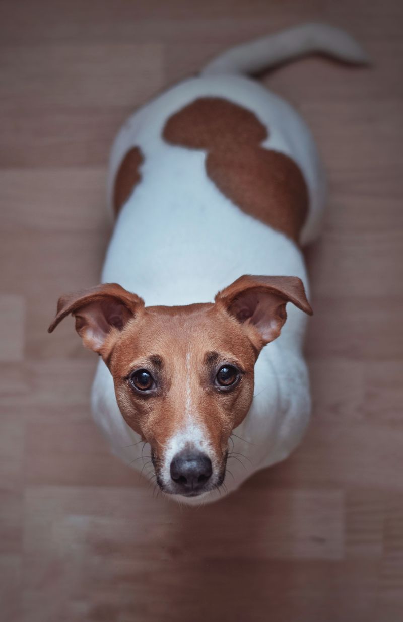 11 dog breeds that seem perfectly relaxed indoors - Then the front door opens and everything changes 10 Jack Russell Terrier