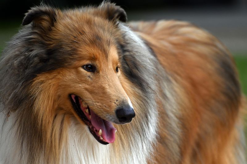 Collie