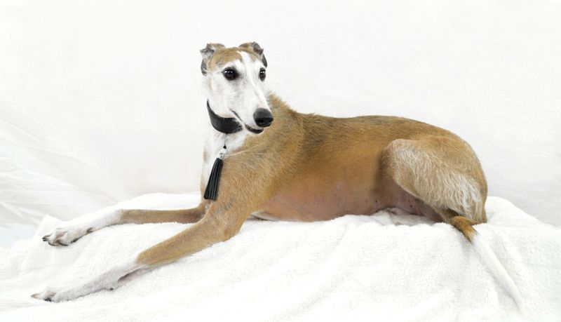 Whippet