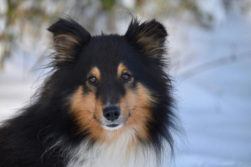 10 dog breeds experts keep returning to because they rarely disappoint 6 Shetland Sheepdog