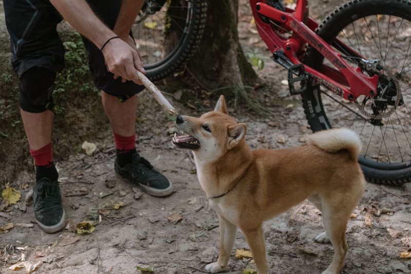 These dogs can enjoy the whole household while making their favorite human painfully obvious 6 Shiba Inu