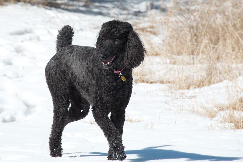 Some dogs avoid every puddle - These 11 breeds on the other end seem determined to find the deepest one 9 Standard Poodle