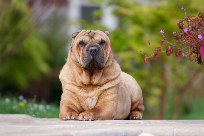 Shar-Pei - calm soul, steady loyalty