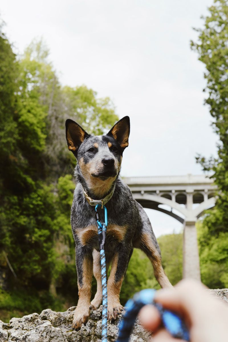 Praise fades quickly for these dog breeds - but routine stays with them 6 Australian Cattle Dog