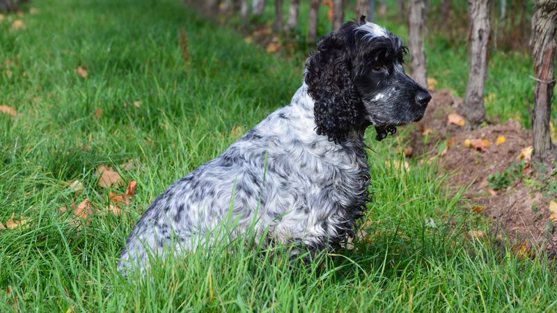For these dog breeds, staying nearby isn't a habit - it's how they maintain connection 8 English Cocker Spaniel