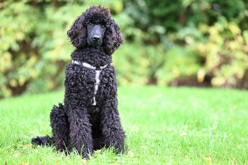 Before the puppy excitement takes over, find out what living with these sought-after breeds actually involves 13 Poodle
