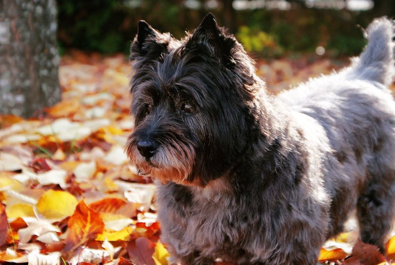 13 dogs that patrol your yard like pest-control experts 10 Cairn Terrier