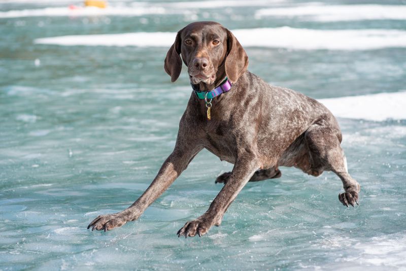 Dry winter air is coming, so here are 9 ways to stop your dog's itchy, flaky skin 8 Protect Paws From Salt and Ice