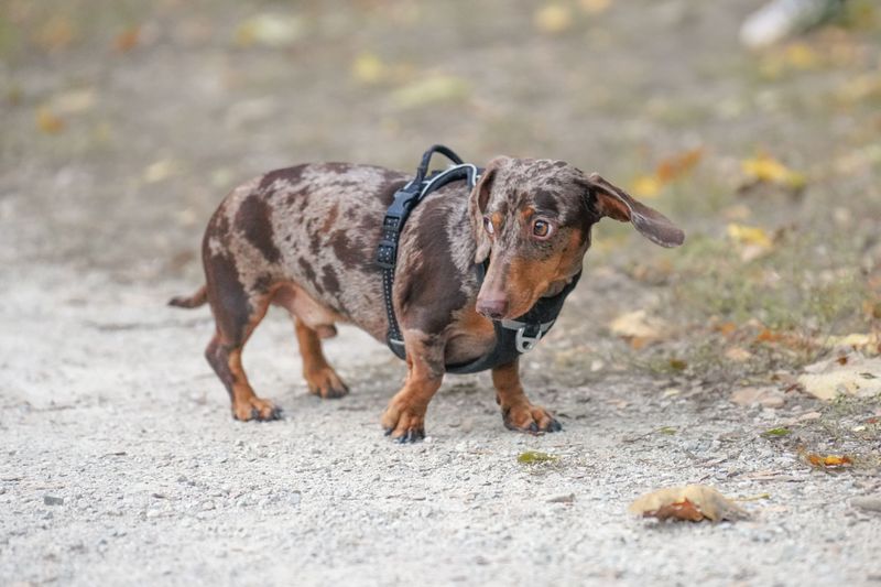 Dachshund