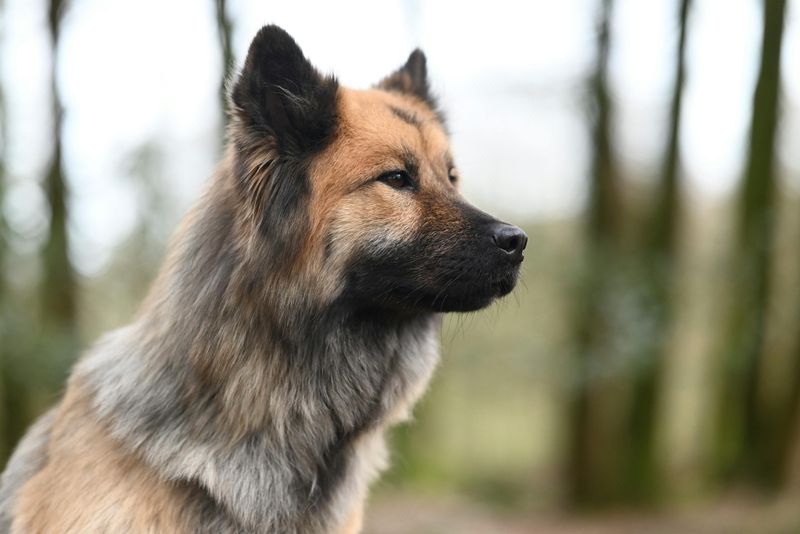 Eurasier